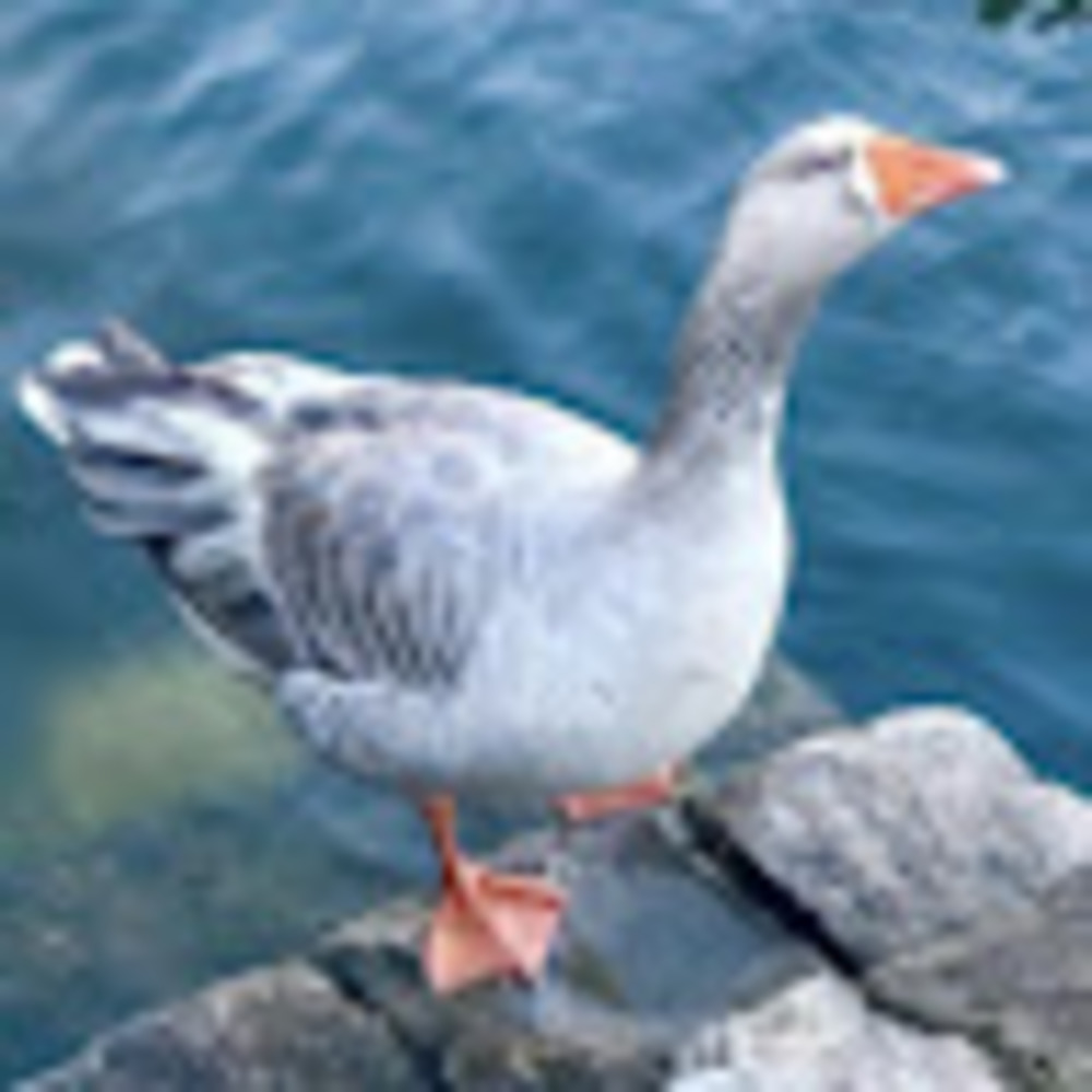 Meet your Posher, Jonah